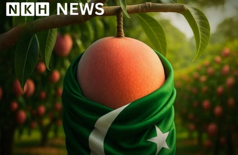 ام پاکستان کا قومی پھل ہے !